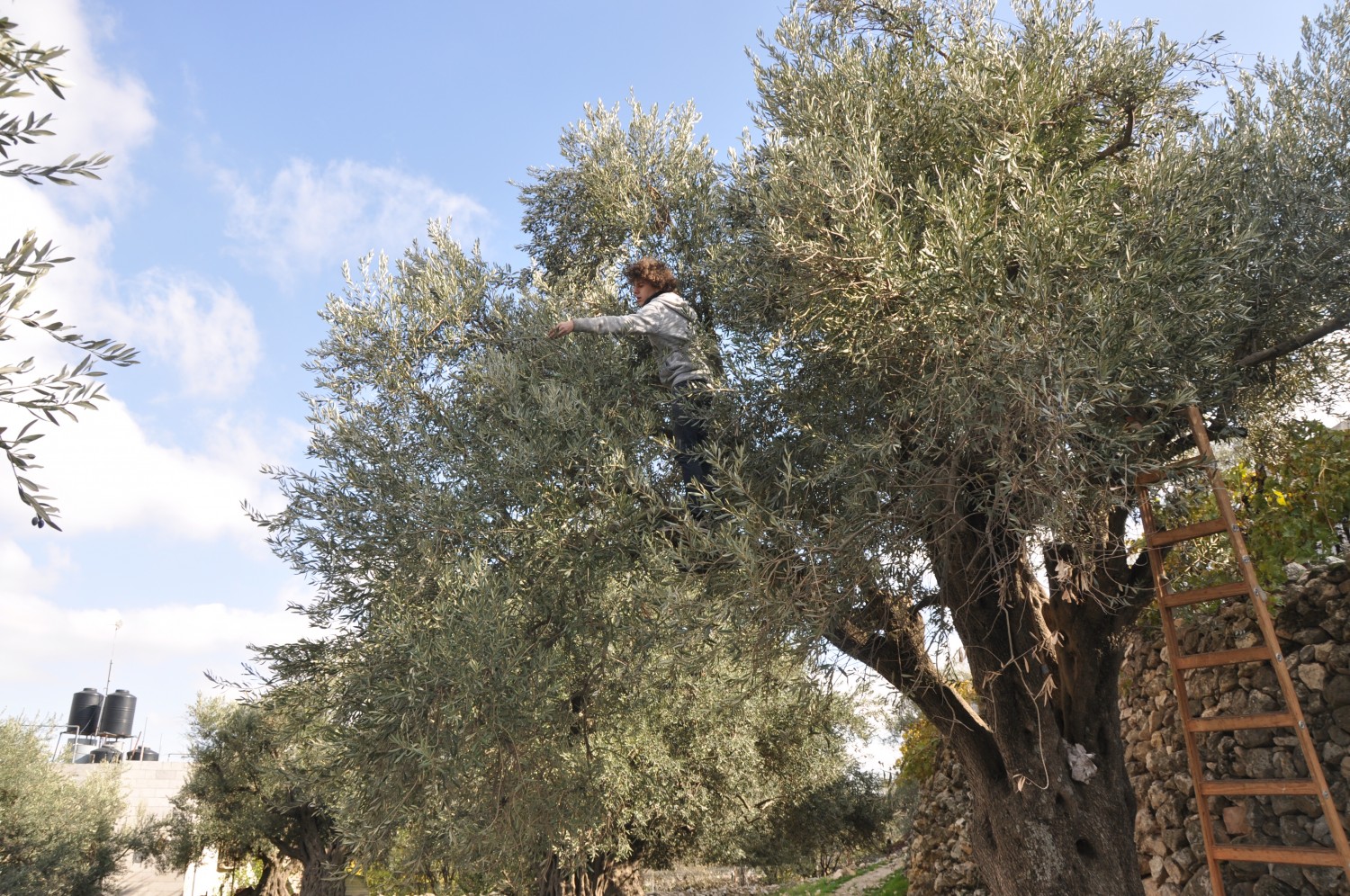 Tomas happily picking olives for Idris