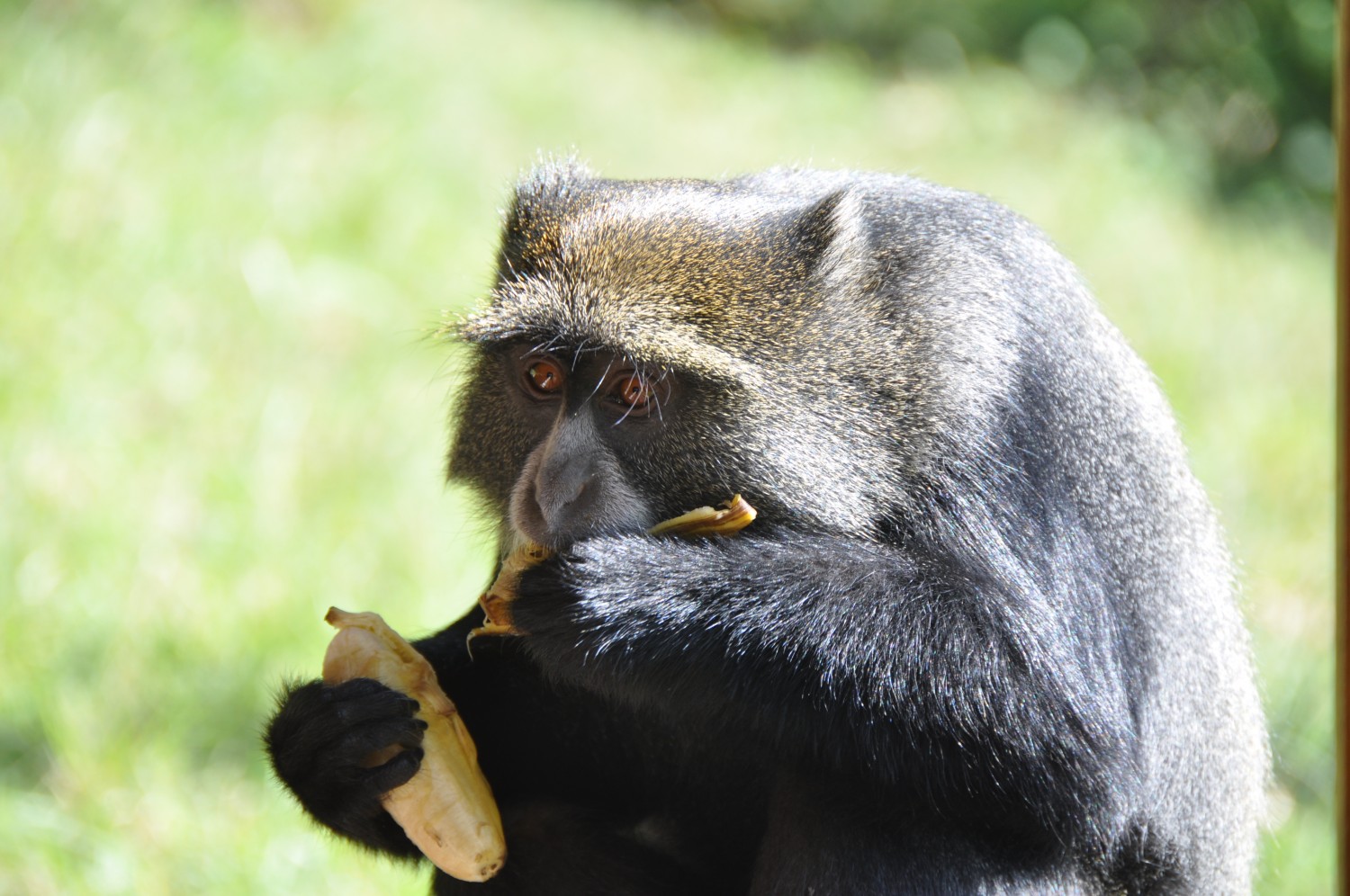 A monkey stealing lunch