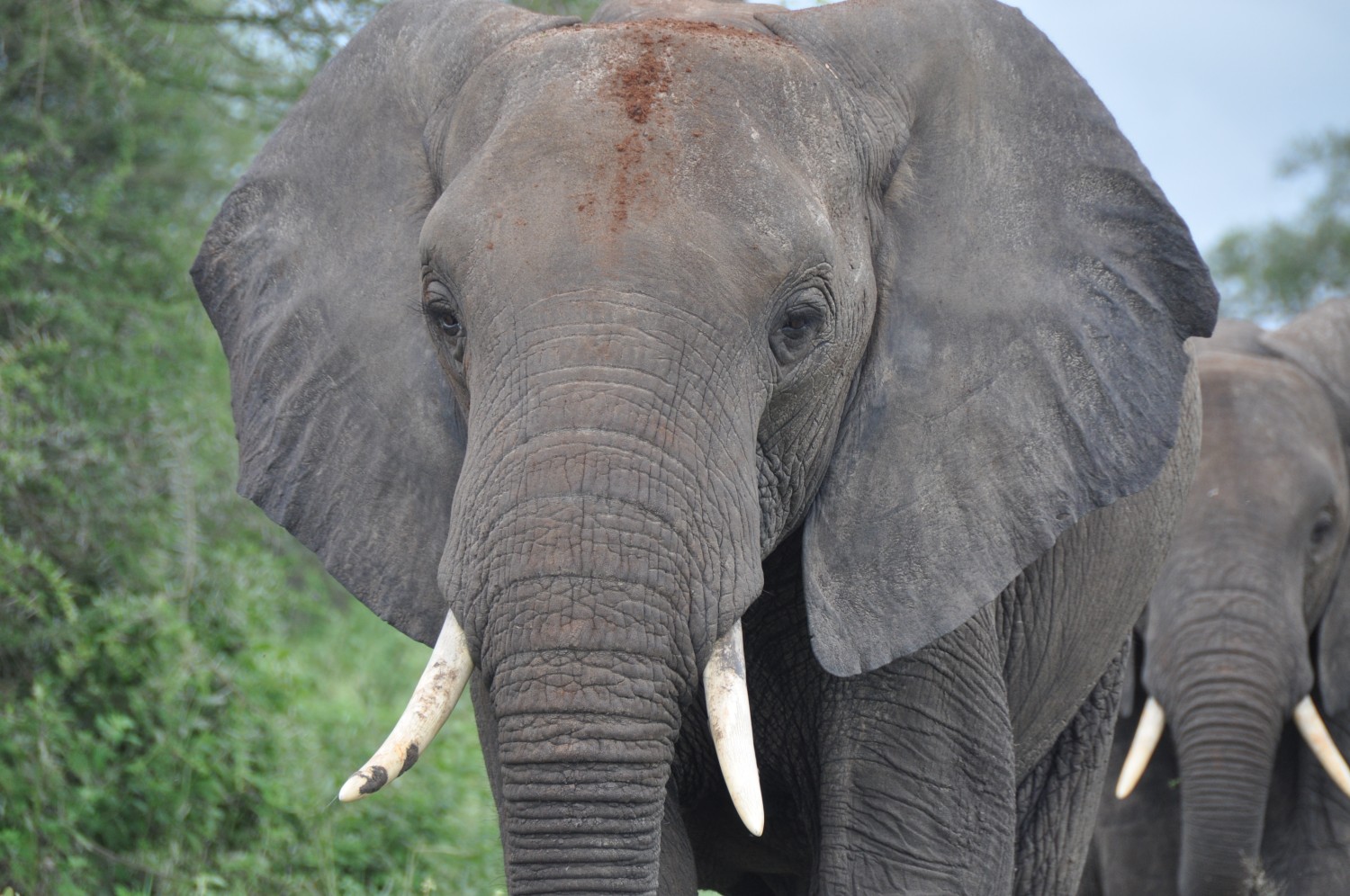 Frontal shot of elephant