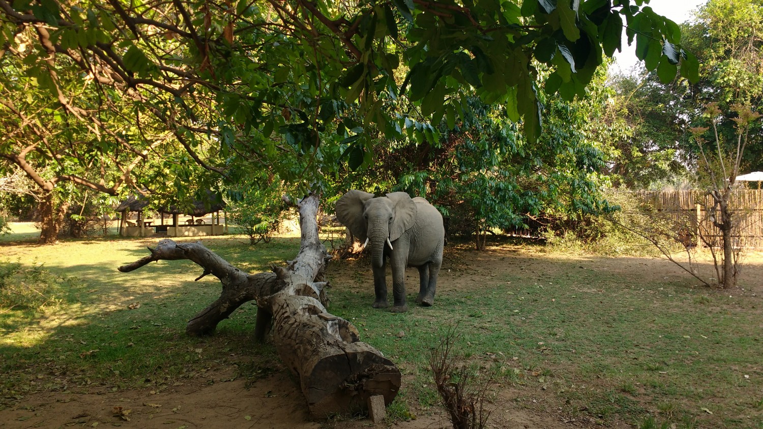 The elephants found us!