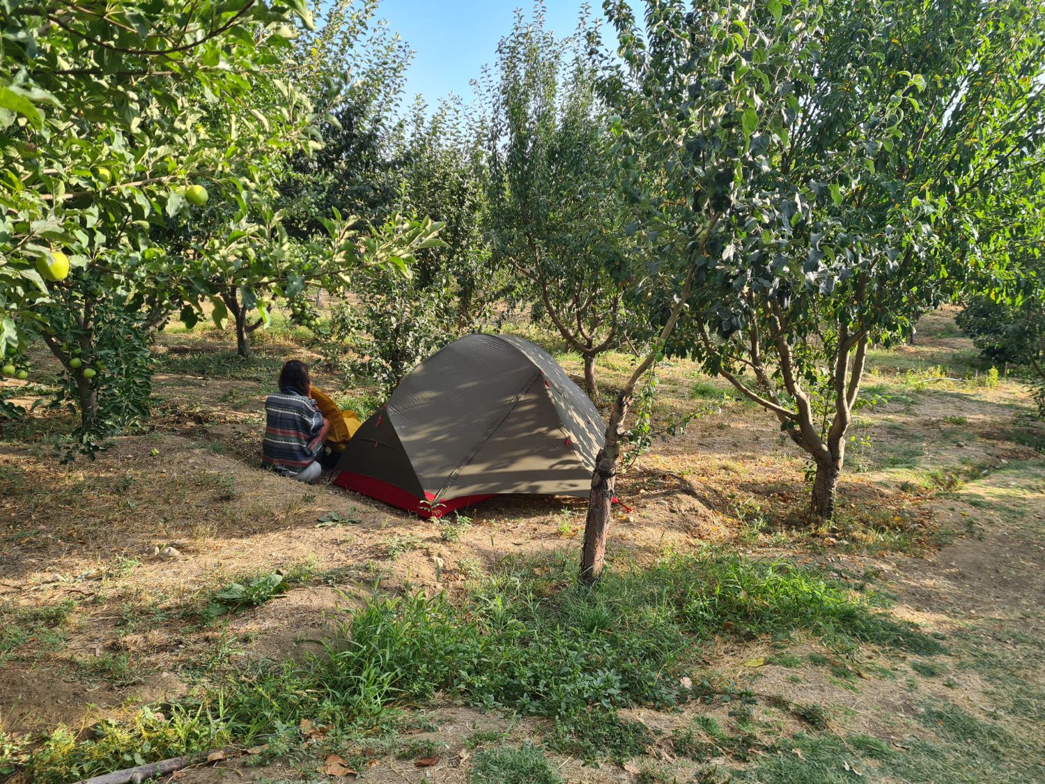 Camping in an orchard