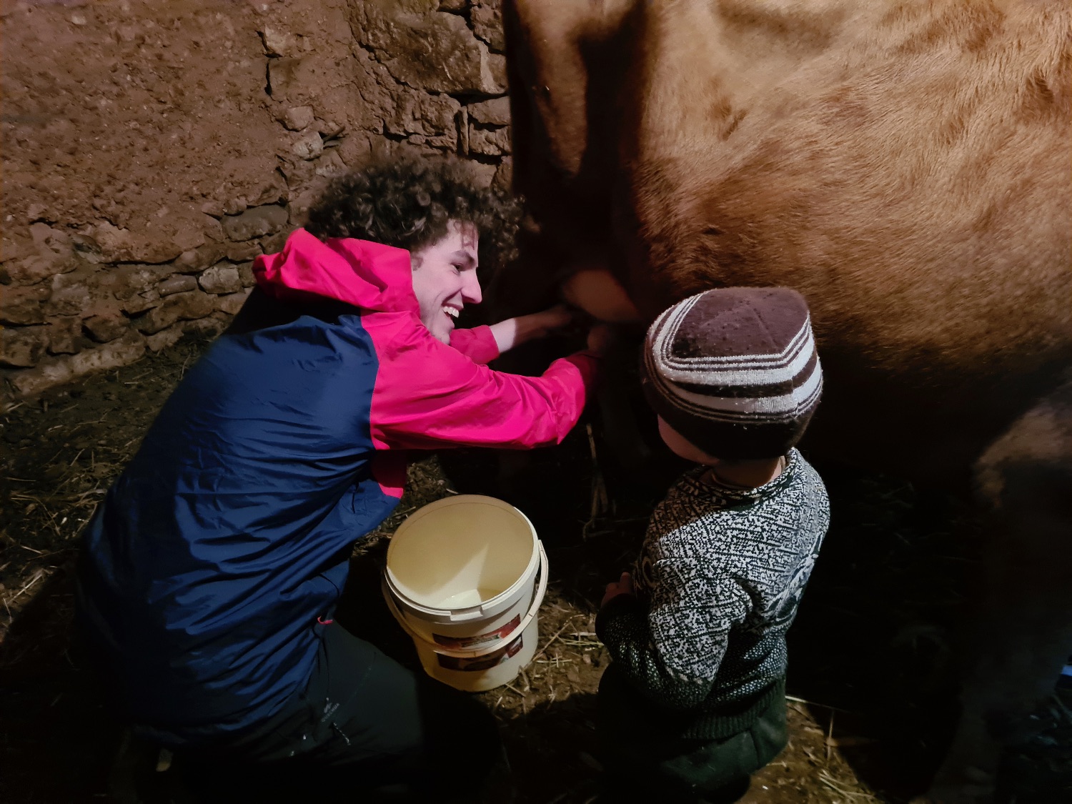 First time milking a cow