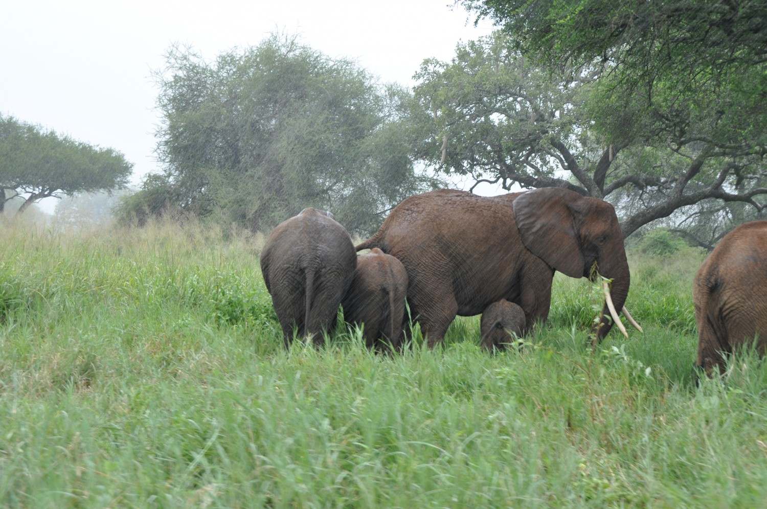 Elephant family hiding from the rain