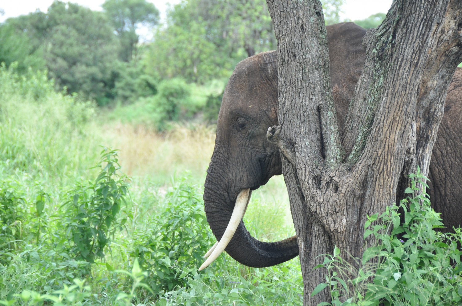 Elephant behind tree