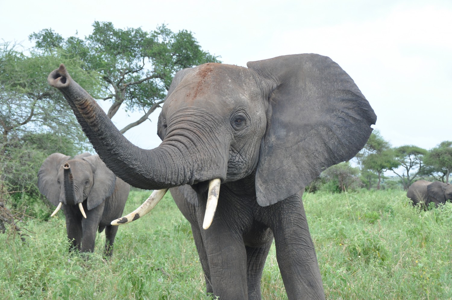 Elephant lifting its trunk